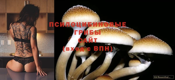 крисы Аркадак